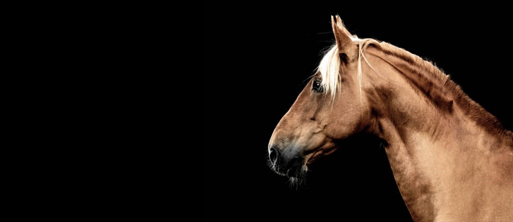 A majestic horse's profile against a black background, highlighting the elegance of boarding barn website design.